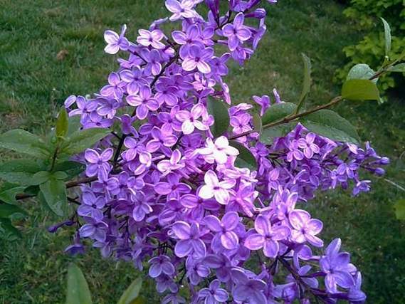 紫丁香网